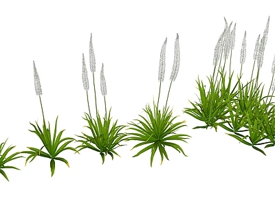 花草 花境 花坛花草 独尾草 喜马拉雅独尾草