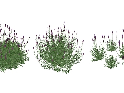 花草 花境 花坛花草 盆栽花草 薰衣草 紫色