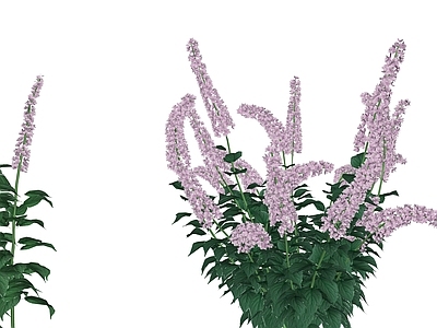 花草 花境 盆栽花草 醉鱼草