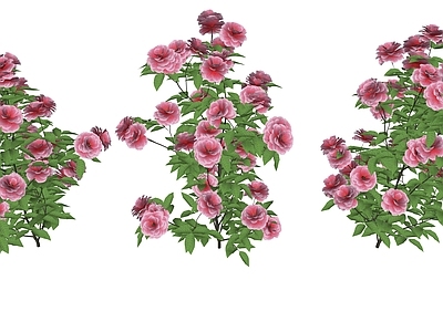 花草 花境 花坛花草 花 芍药