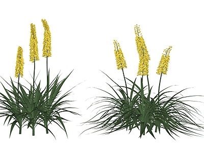 花草 花境 盆栽花草 独尾草 剑叶独尾草