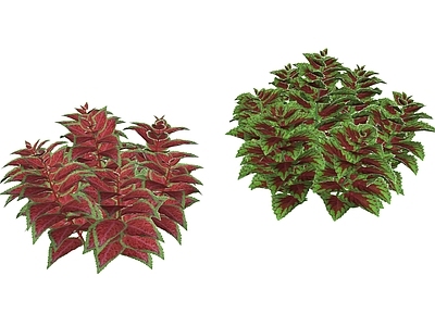 花草 花境 盆栽花草 紫苏 锦紫苏