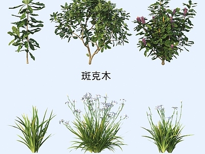 灌木 灌木花草 植物类