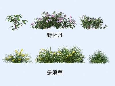 灌木 灌木花草 植物类