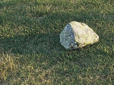 草坪 草地 草皮 野草 户外草坪 杂草