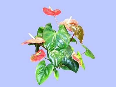 灌木 2D火鹤芋 红鹤芋 安祖花 董鹤 火鹤花
