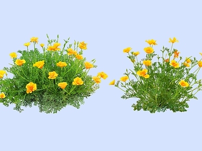 灌木 2D花菱草 金英花 洋丽春 加州罂粟 人参花