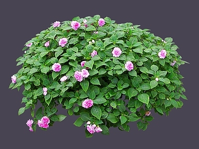 灌木 2D凤仙花 小桃红 指甲花 灯盏花 急性子