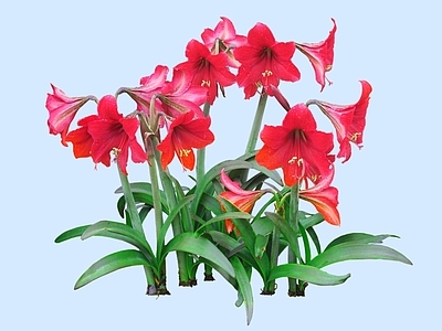 灌木 2D孤挺花 孤挺颠茄