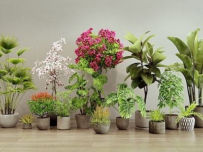 盆栽 三角梅 植物盆栽 室内植物