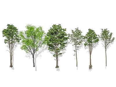景观树 乔木 行道树 常绿乔木 孤植树 庭院树