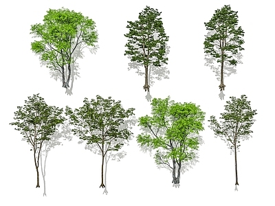 景观树 行道树 乔木景观树 孤植树 庭院花园树 常绿落叶乔木