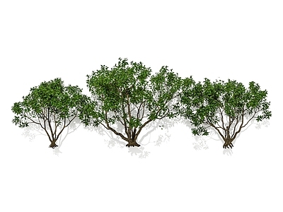 景观树 丛生乔木 灌木 庭院园林植物