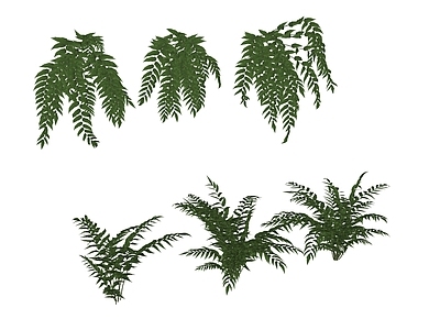 盆栽 花境 贯众 全缘贯众