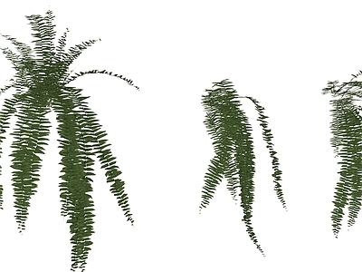 盆栽 植物 蕨类 波斯顿蕨