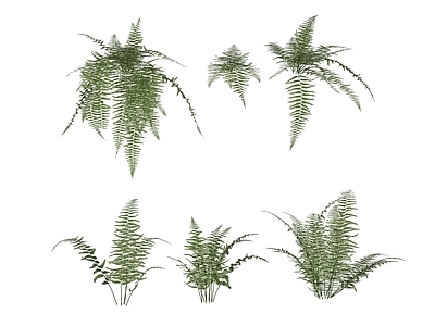 盆栽 花境 蕨类 粗毛鳞盖蕨