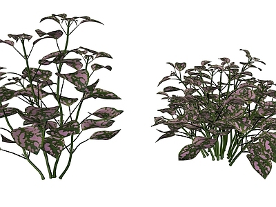 花草 花境 盆栽花草 嫣红蔓