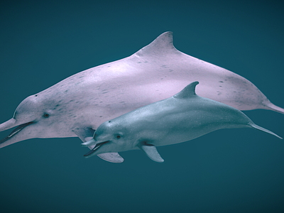 水生类动物 太平洋驼背海豚 海豚 鲸鱼 海洋生物 座头鲸