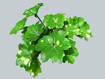 灌木 2D洒金大吴风草 掌叶洒金大吴风草 多年生常绿植物