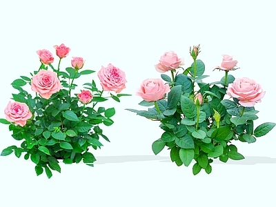 灌木 2D精品月季花 月月花 四季花 长春花 玫瑰月季花鲜花