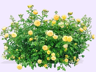 灌木 2D精品月季花 四季花 长春花 玫瑰月季花鲜花 月月红