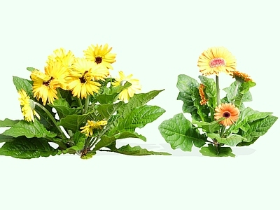 灌木 2D非洲菊 扶郎花