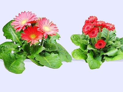 灌木 2D非洲菊 扶郎花