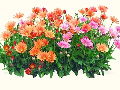 灌木 2D非洲菊 扶郎花