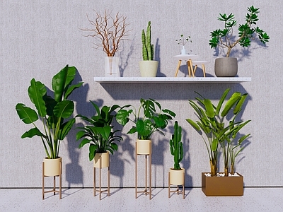 植物组合 盆栽组合 热带植物 大叶植物 家庭绿植
