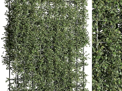 绿植墙