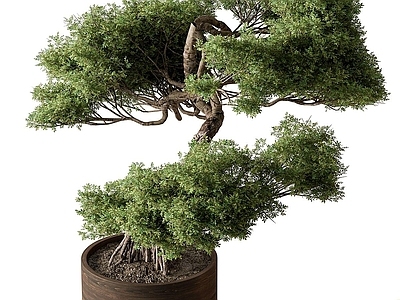 盆栽 迎客松 松树 罗汉松 盆栽 盆景