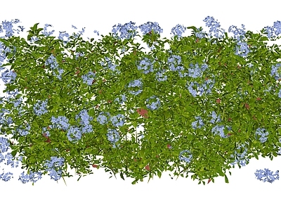 灌木 花箱灌木 绿篱 庭院植物