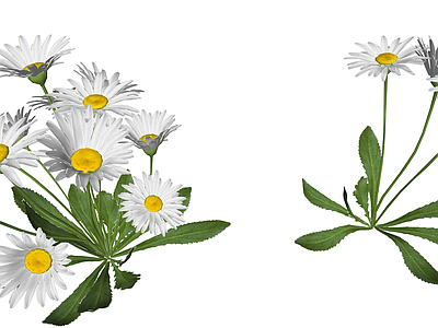 花草 花境 花坛花草 菊类 大滨菊