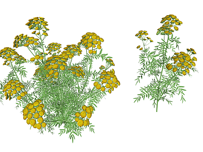 花草 花境 花坛花草 菊类 万寿菊