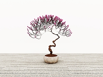 花草 海棠花盆栽