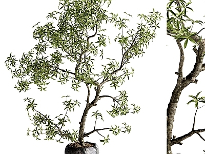 盆栽 植物盆栽 现代盆景