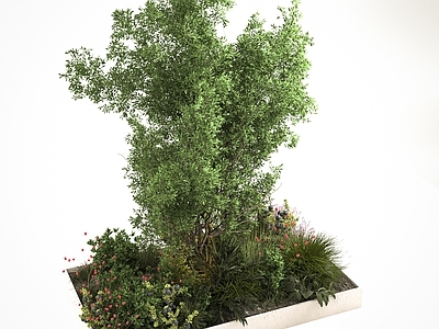 竹子 植物 花草树木