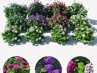 现代绣球花灌木植物