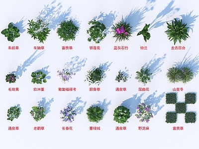 花草组合 灌木花草 植物类