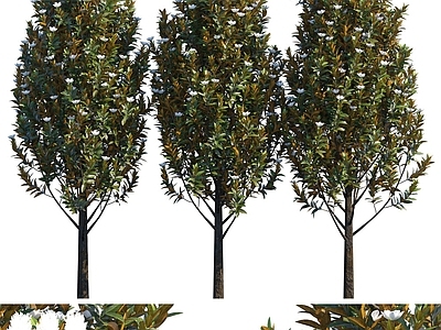现代办公桌 现代植物 树 树木