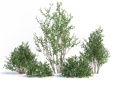 现代灌木 现代风格绿植 植物 树