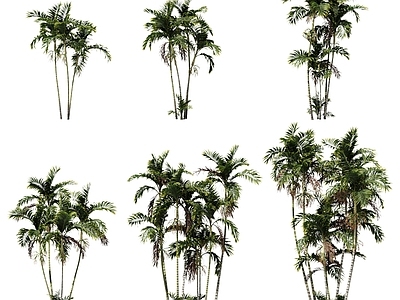 现代灌木 现代青棕景观植物