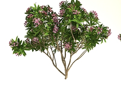 现代直播间 现代鸡蛋花树 花树 红花树