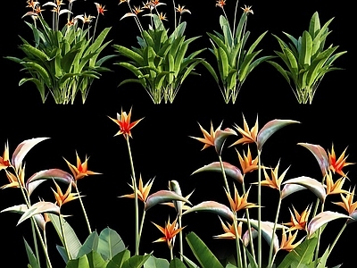现代直播间 现代花卉 鹤望兰