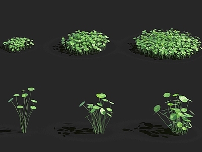 现代直播间 现代植物 铜钱草 绿植