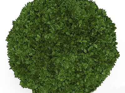 绿植墙 植物墙 绿植