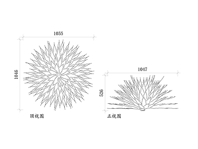 现代植物配置图库 龙舌兰 龙舌掌 金边龙舌兰 美洲龙舌兰 龙舌兰植物 施工图