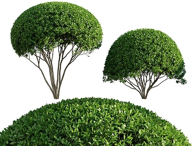 灌木 灌木球 城市绿化 绿植球 景观绿植 行道树