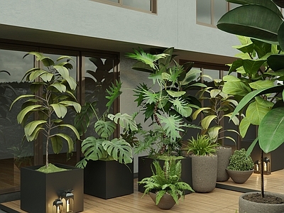盆景 现代盆栽植物组合