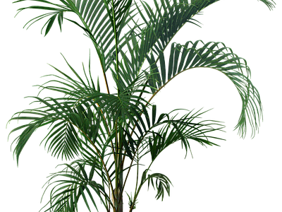 花草 散尾葵盆栽